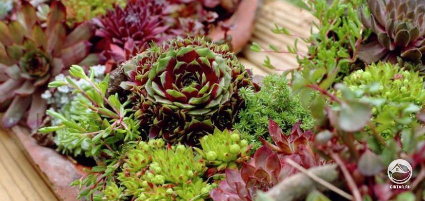 эхеверия или молодило отличия