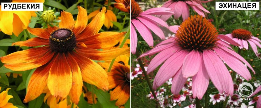 Рудбекия и эхинацея