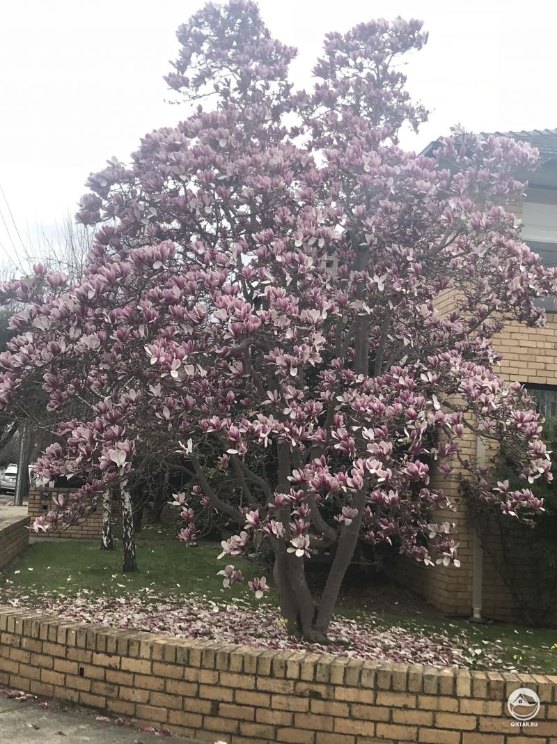 Цветущая магнолия