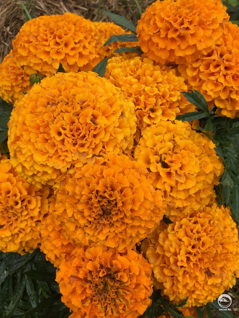 Бархатцы гигантские желтые .