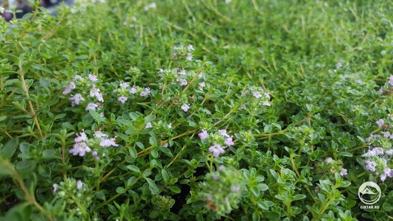 Иногда все, что вам нужно, это немного тимьяна.