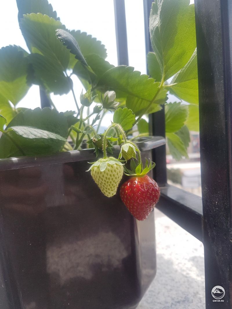 Первая клубника