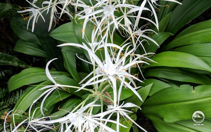 Красивые гименокаллисы