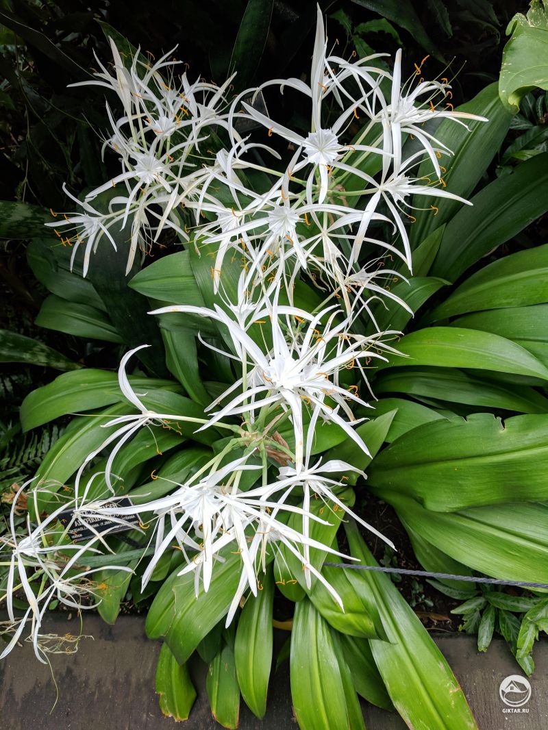 Красивые гименокаллисы