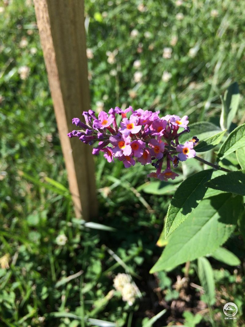 Первые цветки на моей маленькой лагерстремии (бабочкин куст)