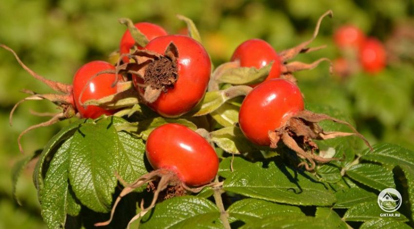 шиповник плодовый Яблочный Шиповник плодовый Яблочный. Плоды.