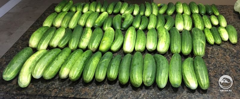 Наш урожай огурцов - и это с одной грядки!