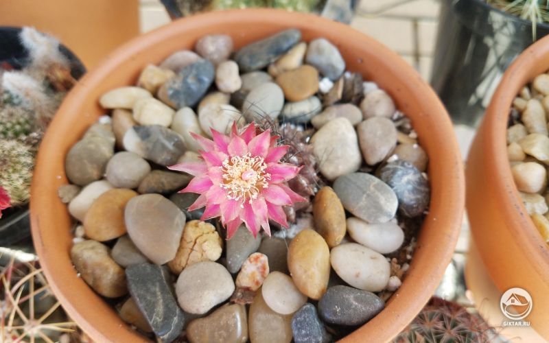 Эриозице (неочиления). Цветение.