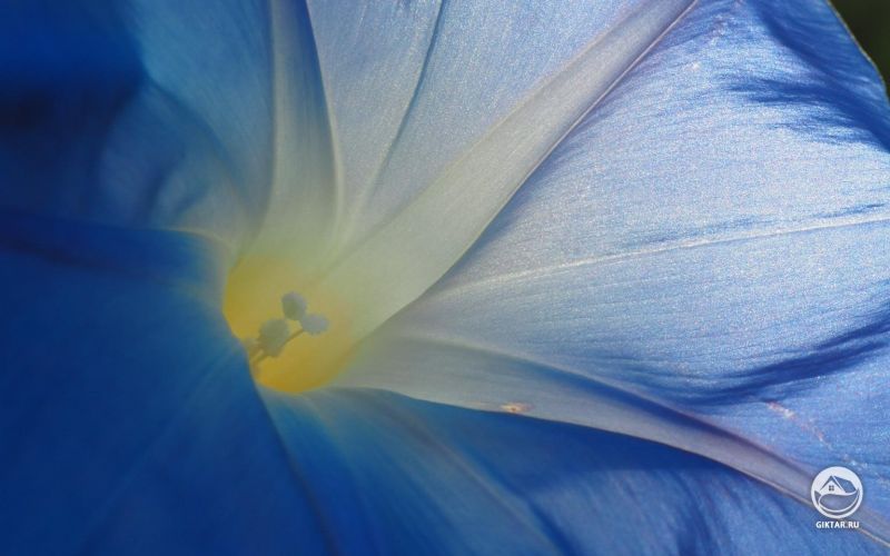 Ипомея . Она просто шикарная .