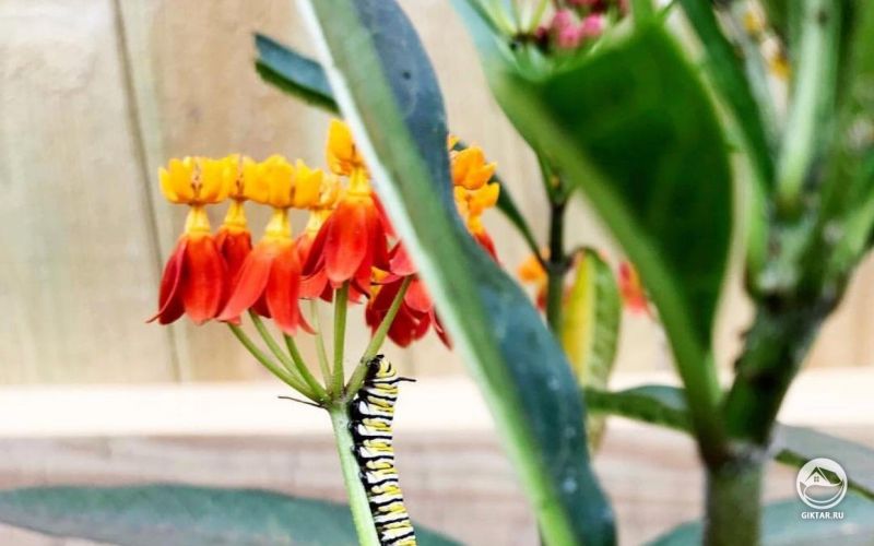 Новые соседи