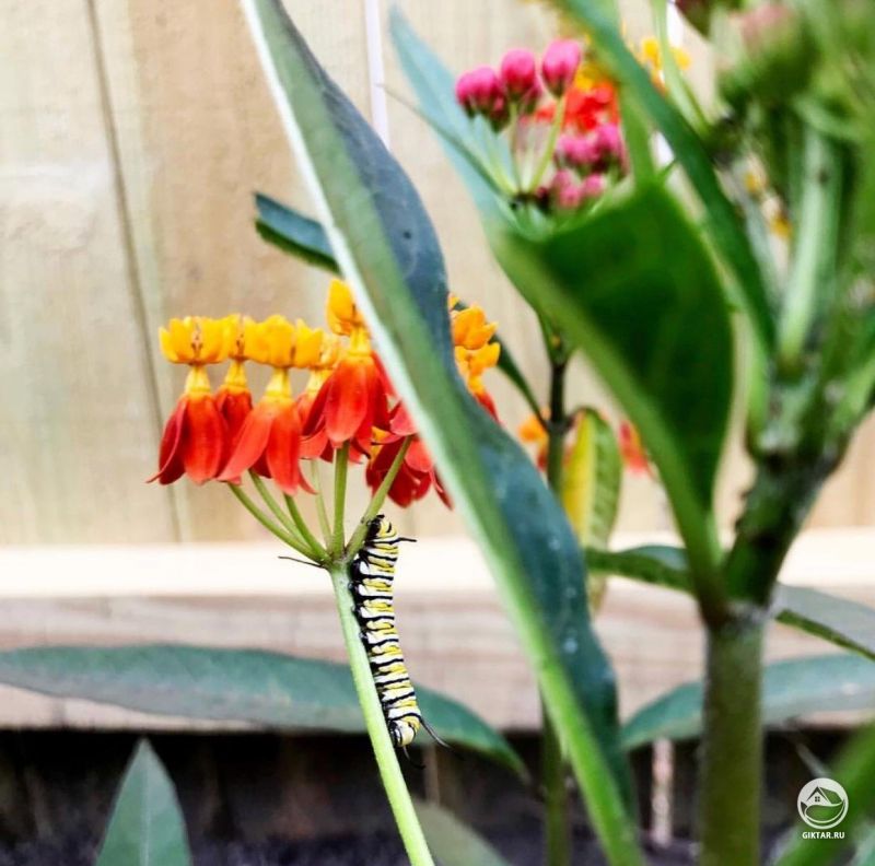 Новые соседи