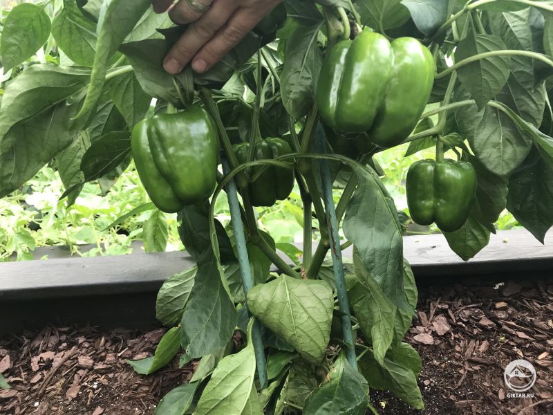 Зеленый сладкий перец дал плоды