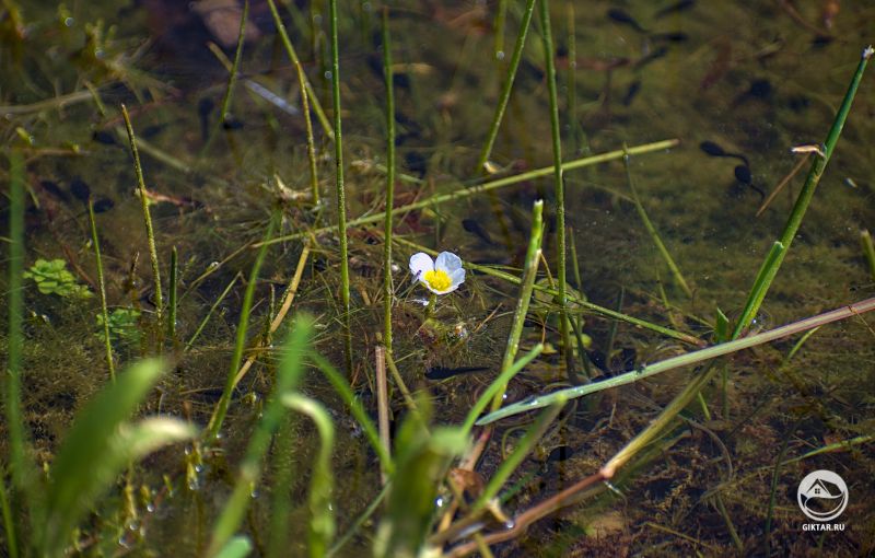 Лютик водный