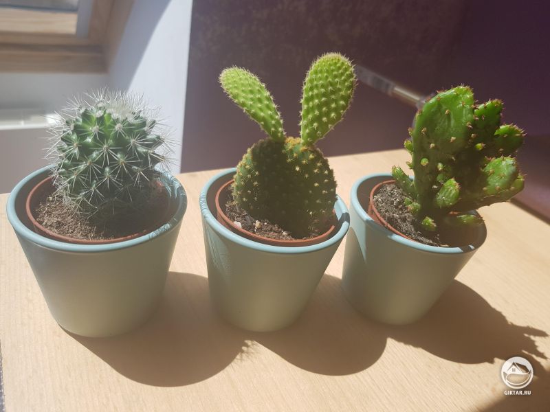 Мини коллекция кактусов