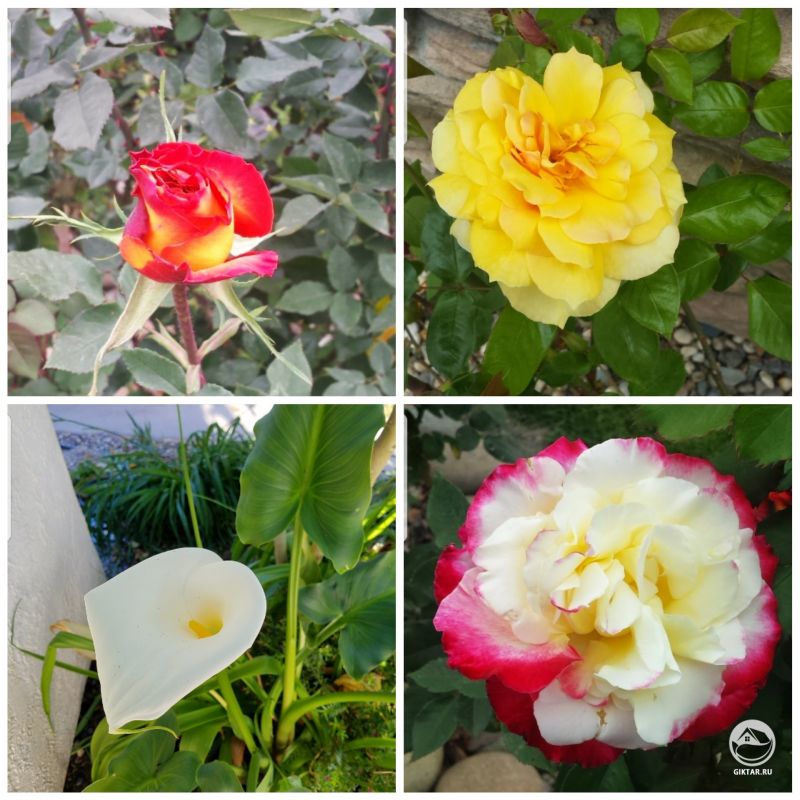 Мои прекрасные розы и белая Калла до того как их съели жуки