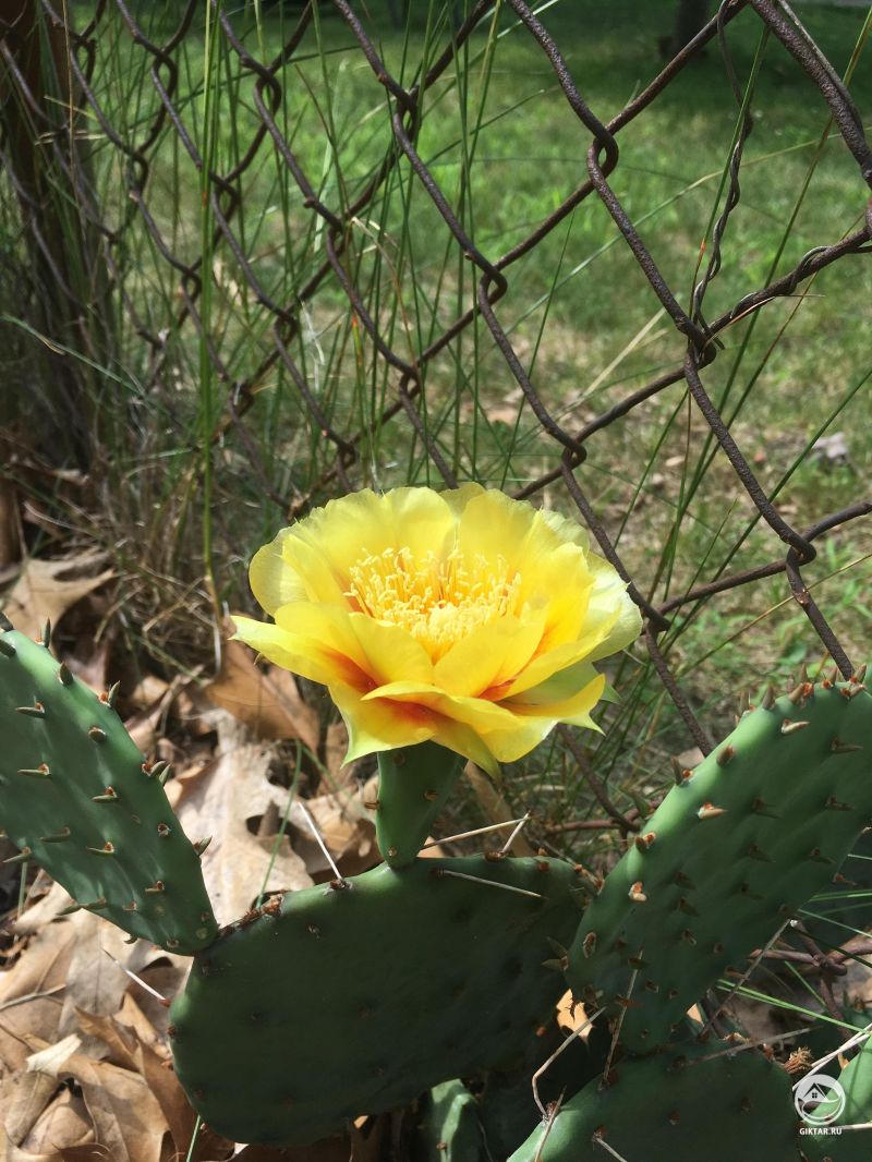 Кактус зацвел на улице.