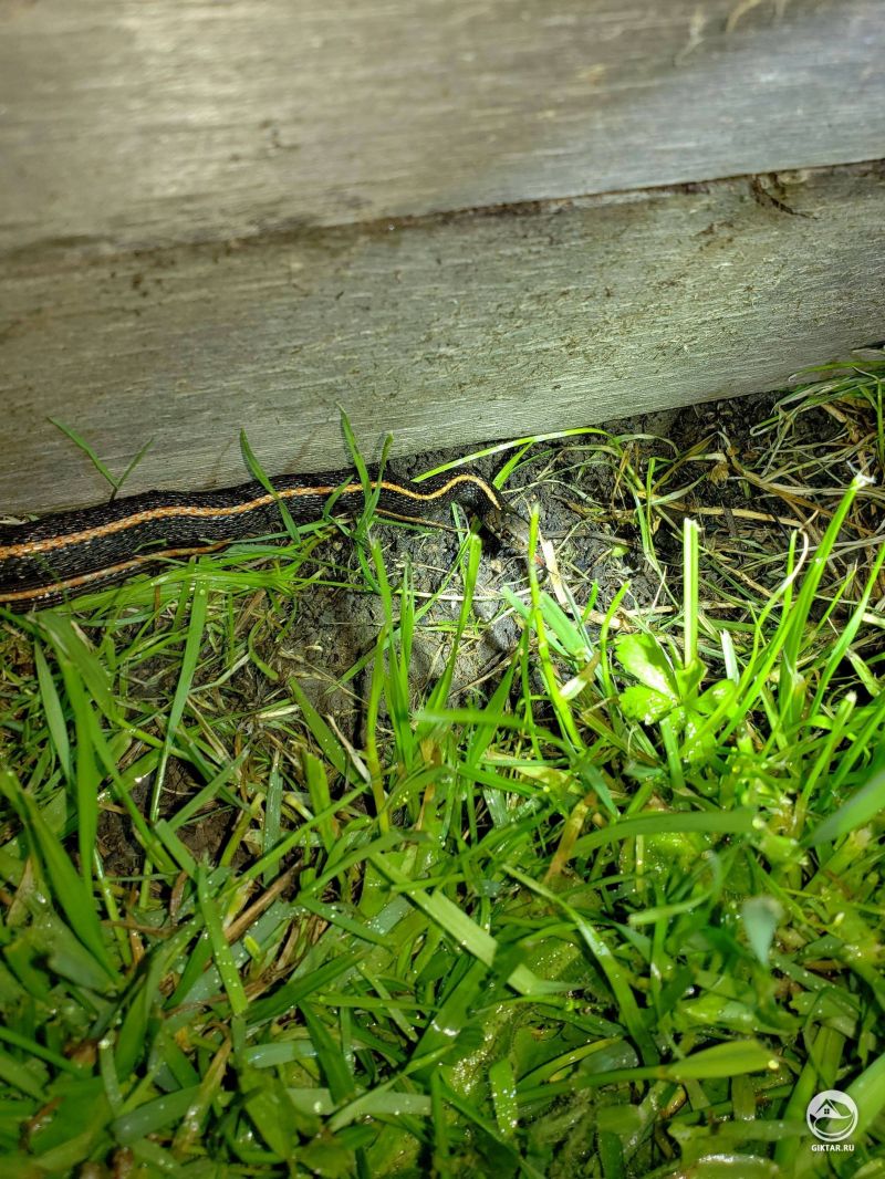 Нашли этого малыша около грядки. Третий раз я его вижу, но позирует мне он впервые