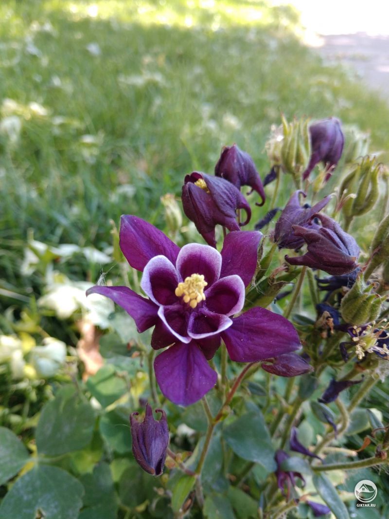 Обожаю колокольчики водосборники !!