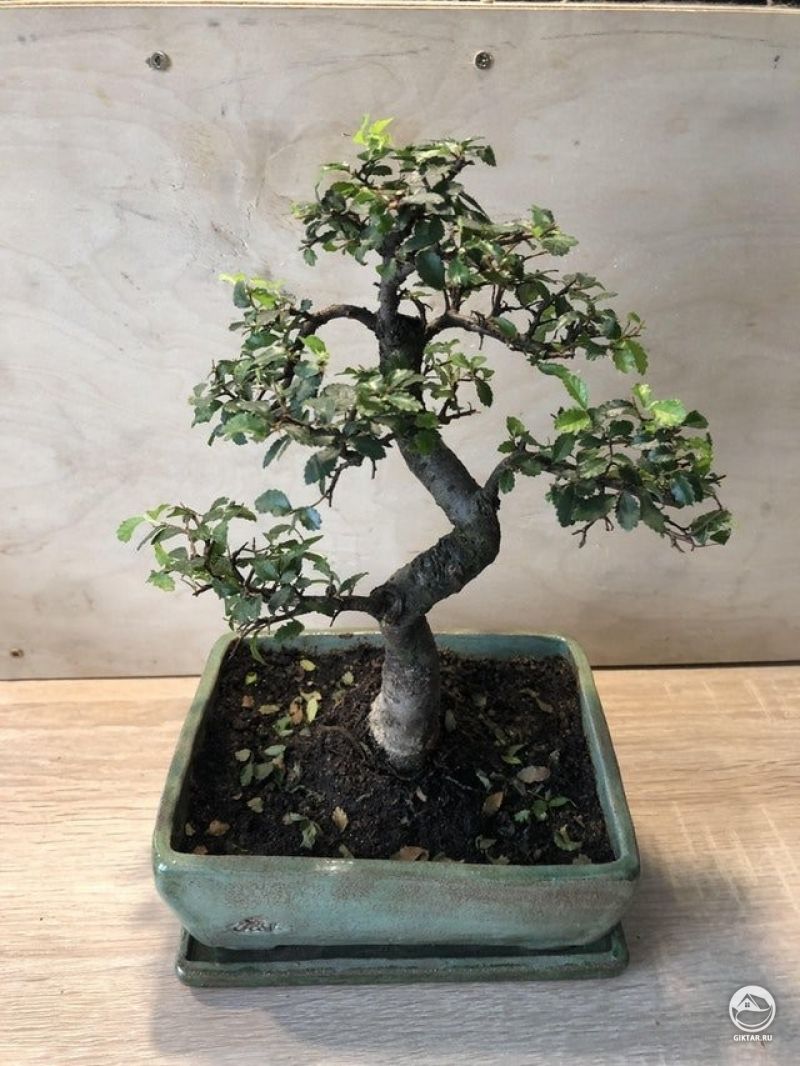 Китайский вяз. Мой новый бонсай.
