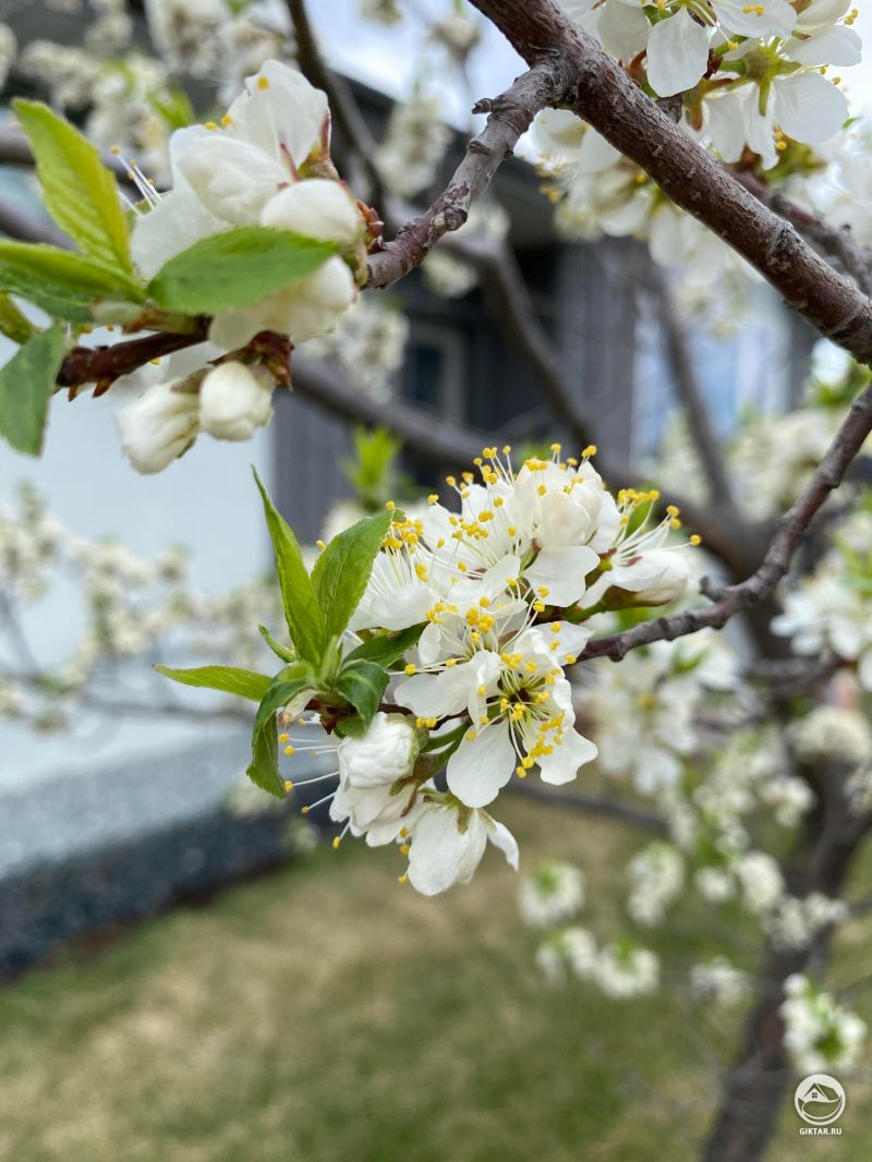 Яблоня зацвела