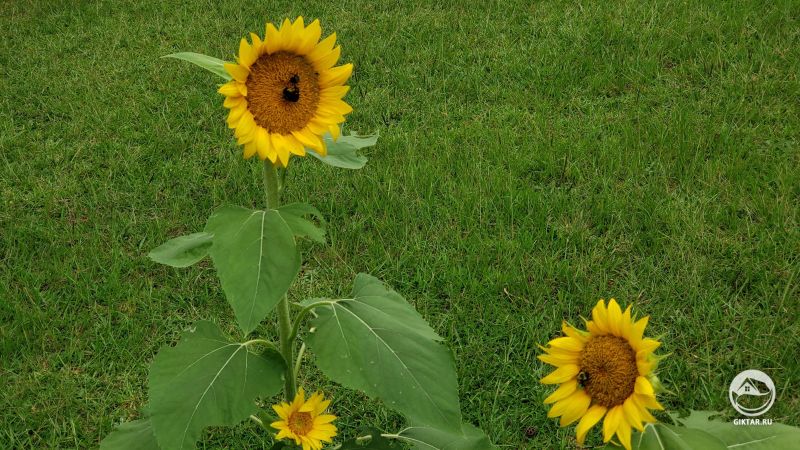 Пчелам нравятся подсолнухи