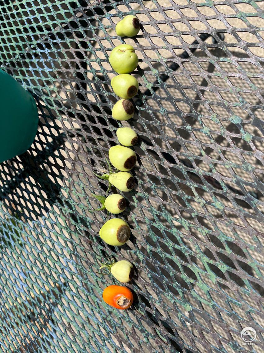 Почему помидоры почернели снизу. Что делать?