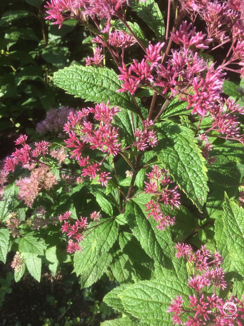 Может кто-нибудь сказать мне, что это?