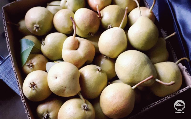 Урожай груши.