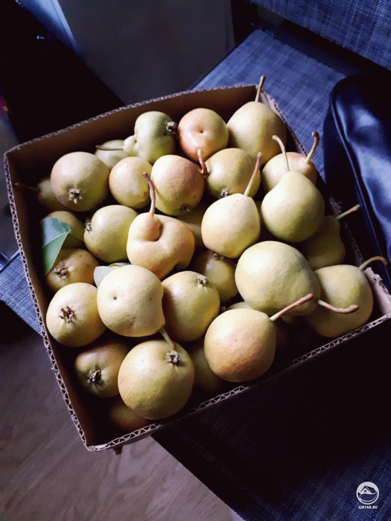 Урожай груши.