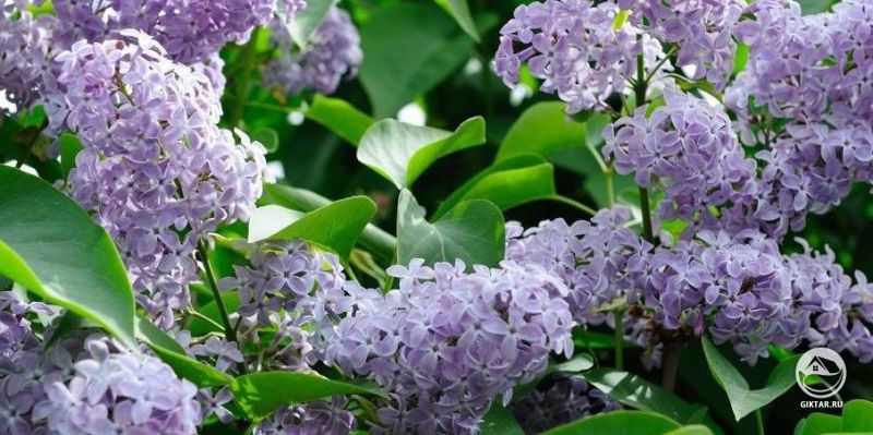 Кусты Сирени...