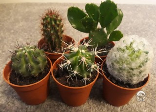 Маленькая коллекция кактусов