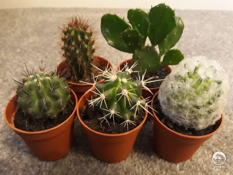 Маленькая коллекция кактусов