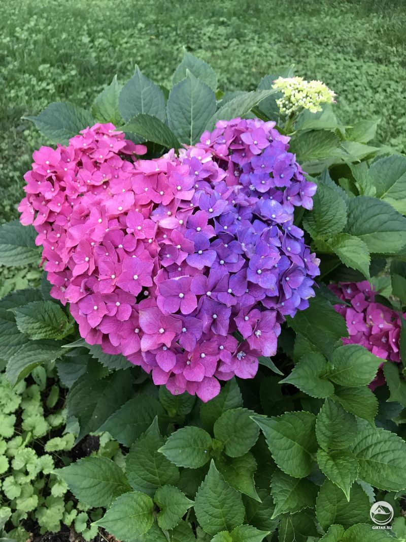 Красивое сердце из цветков гортензии!