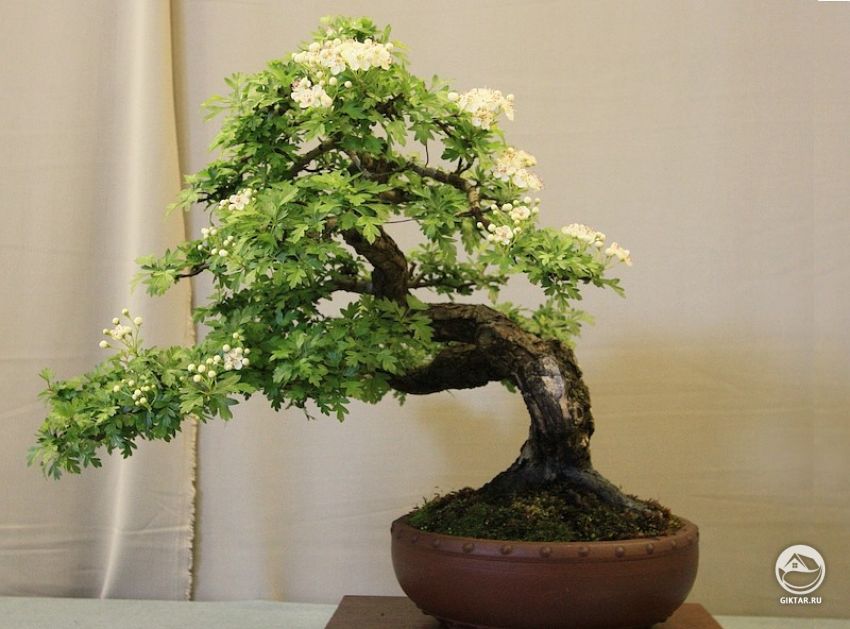 Боярышник. Бонсай Боярышник. Бонсай