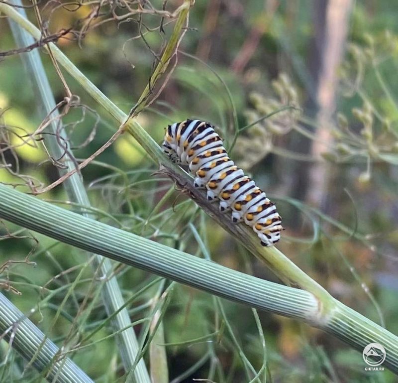 Дружелюбная гусеница наконец-то появился в этом году.