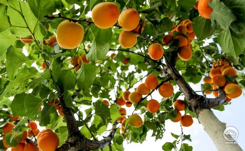 как вырастить абрикосовое дерево из косточки как вырастить абрикосовое дерево из косточки