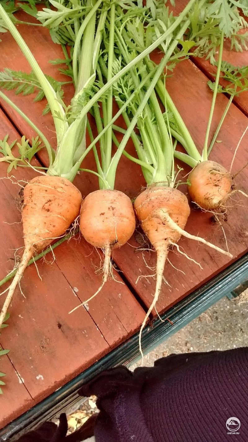 Вот такая морковь выросла у моей мамы