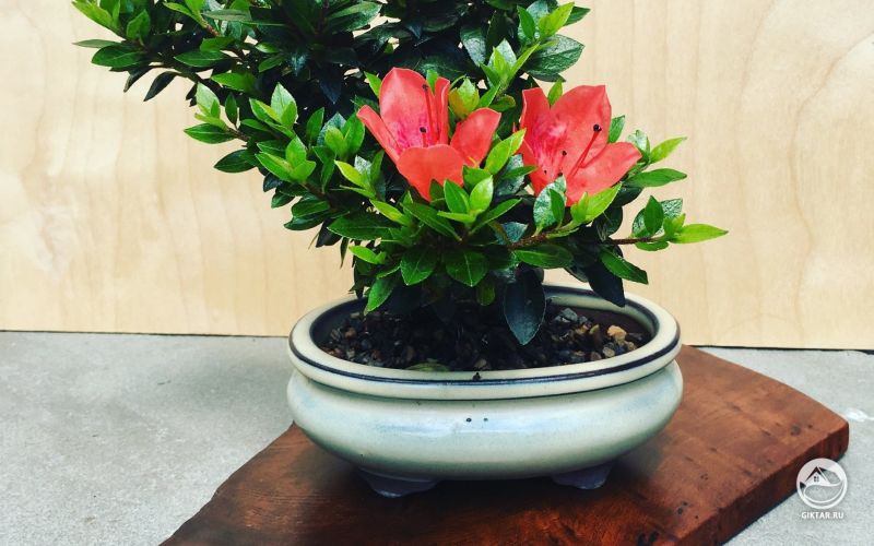 Бонсай Азалия цветет