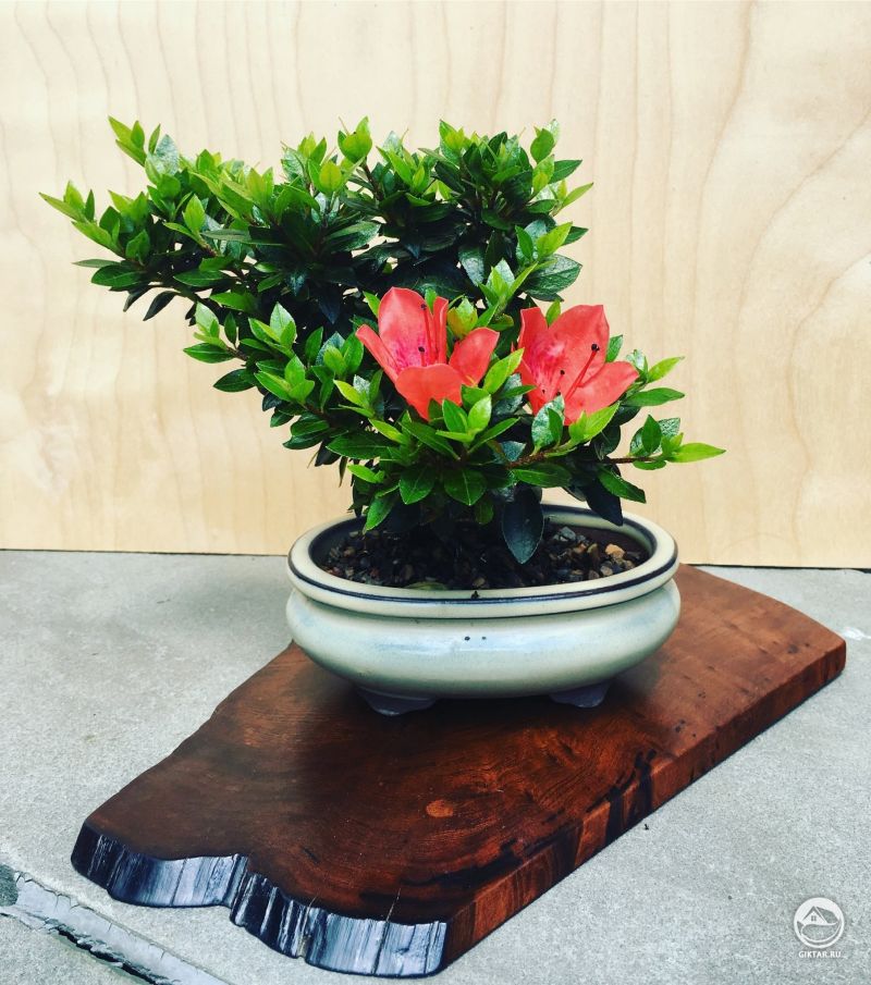 Бонсай Азалия цветет