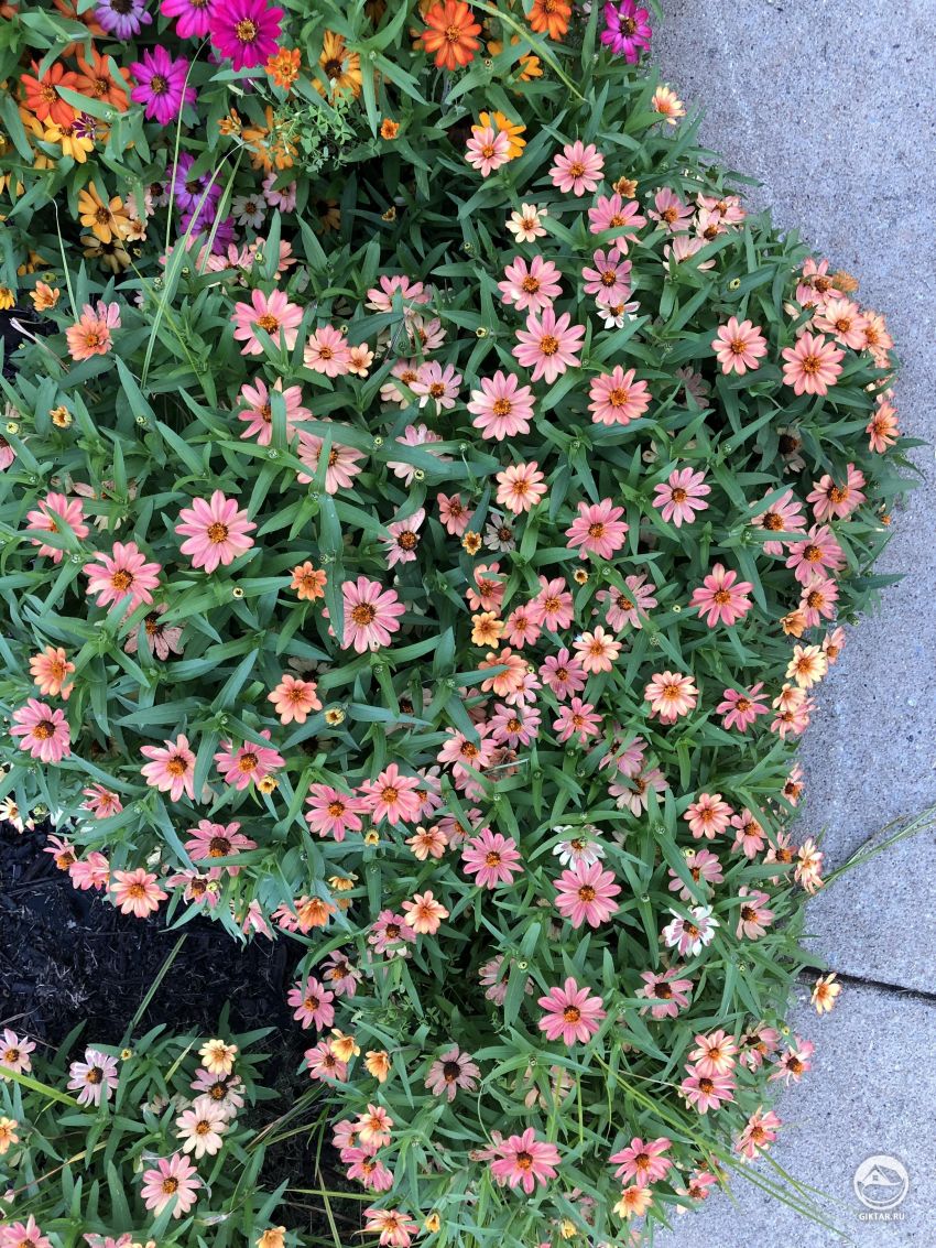 Что это за цветы?