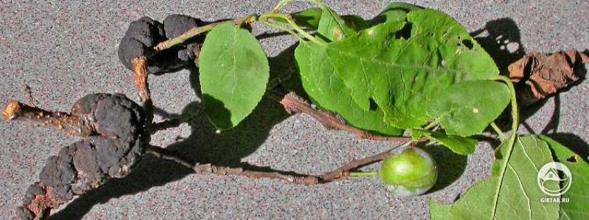 Болезни сливовых деревьев
