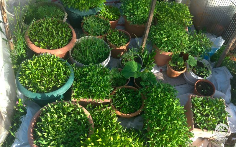 Сеянцы готовы к посадке