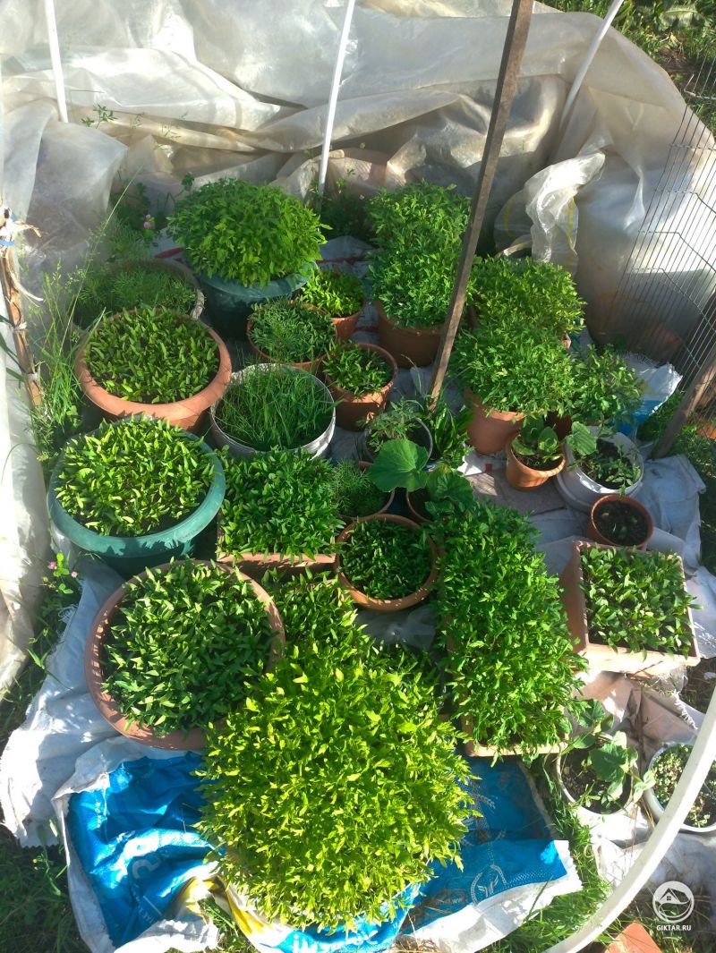 Сеянцы готовы к посадке