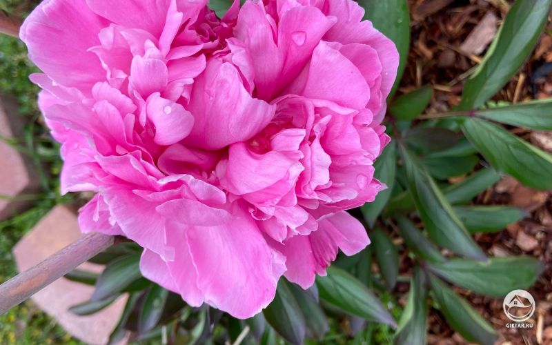 Цветок пиона в форме сердечка