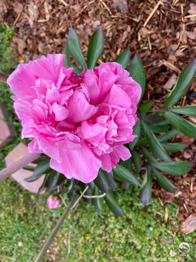 Цветок пиона в форме сердечка