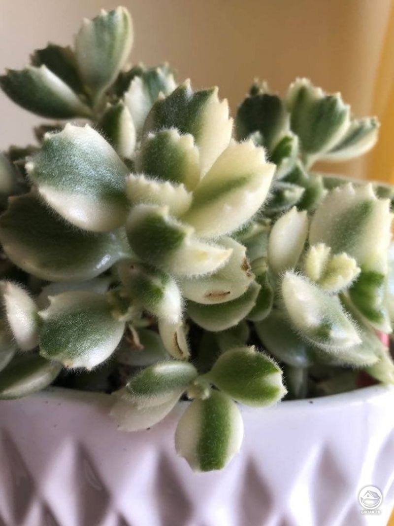 Котиледон войлочный