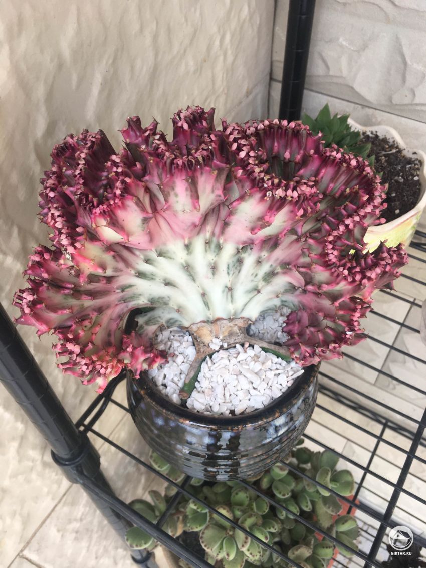 Пожалуйста, помогите идентифицировать этого инопланетянина.