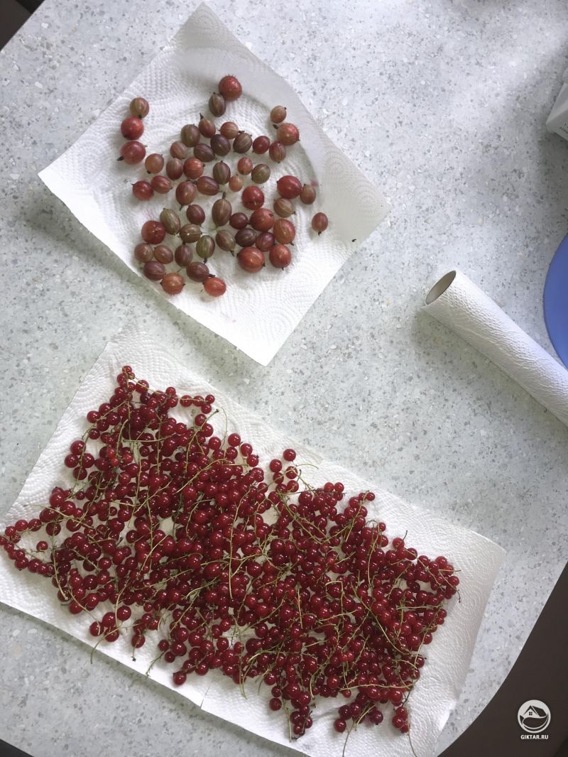 Первый урожай своих ягод: красная смородина и красный крыжовник!