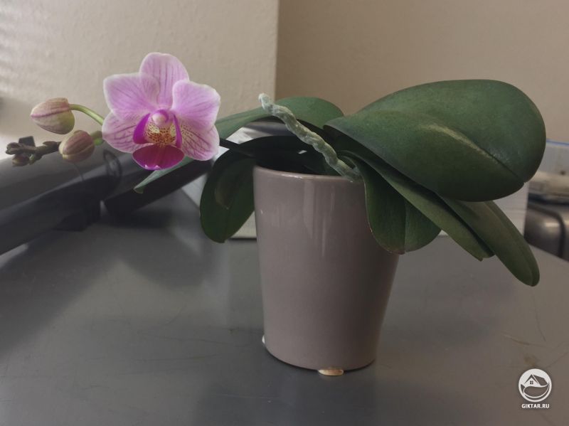 Мини фаленопсис