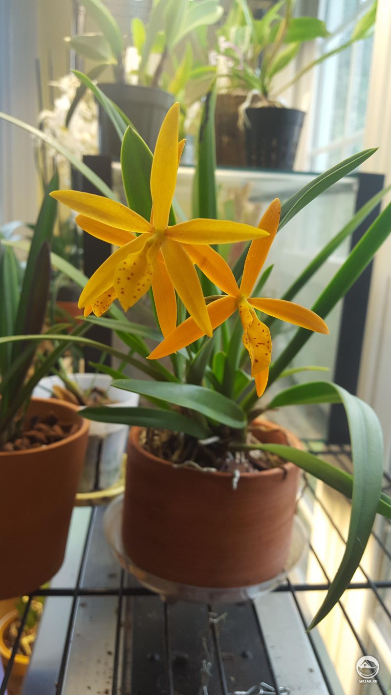 Procatavola Золтой павлин